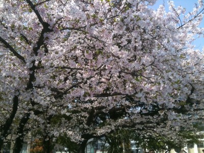 写真：2010年の桜