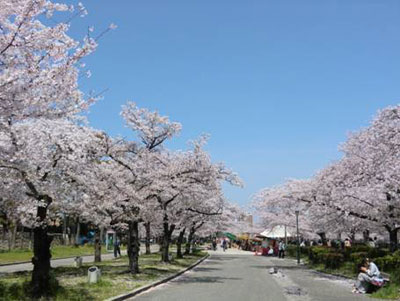 写真：桜シリーズ3