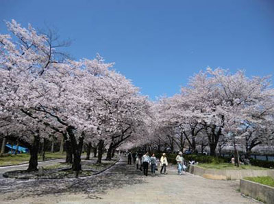 写真：桜シリーズ4