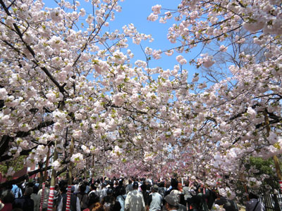 写真：桜シリーズ8
