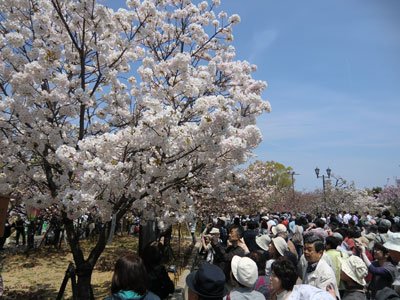 写真：桜シリーズ9