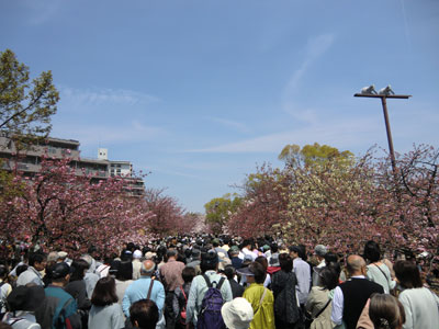 写真：桜シリーズ10