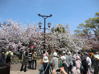 写真：桜シリーズ11